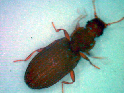 Plaster Beetle-木裝潢後常出現大量的蟲（放大200倍）