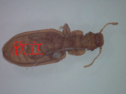 Plaster Beetle-木裝潢後常出現大量的蟲(放大200倍)